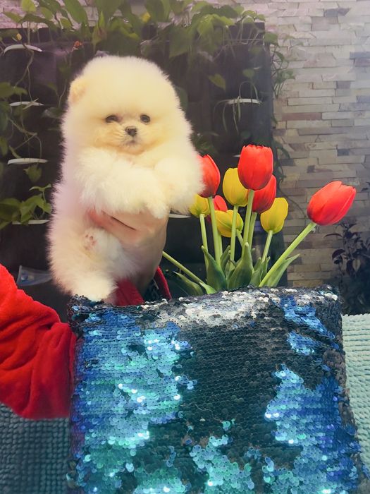 Кремовий хлопчик мішка померанський шпіц