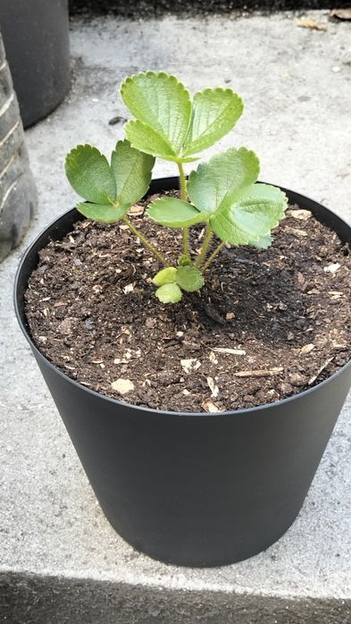 Vaso com morangueiro