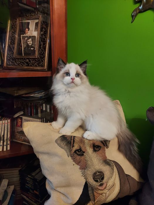 Ragdoll , rezerwacja