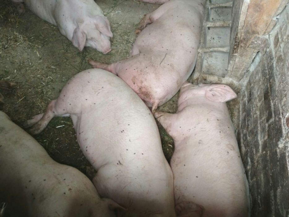 Продам мясо яловичини та свинини, конина, баранина