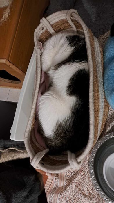 Nela- około 8-letnia kotka chce Ci oddać całe swoje kocie serce