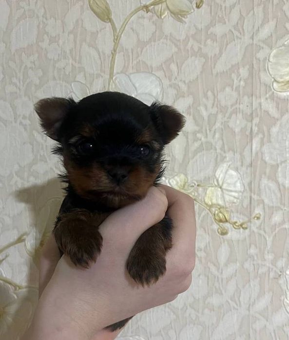 Цуценя міні-йорк