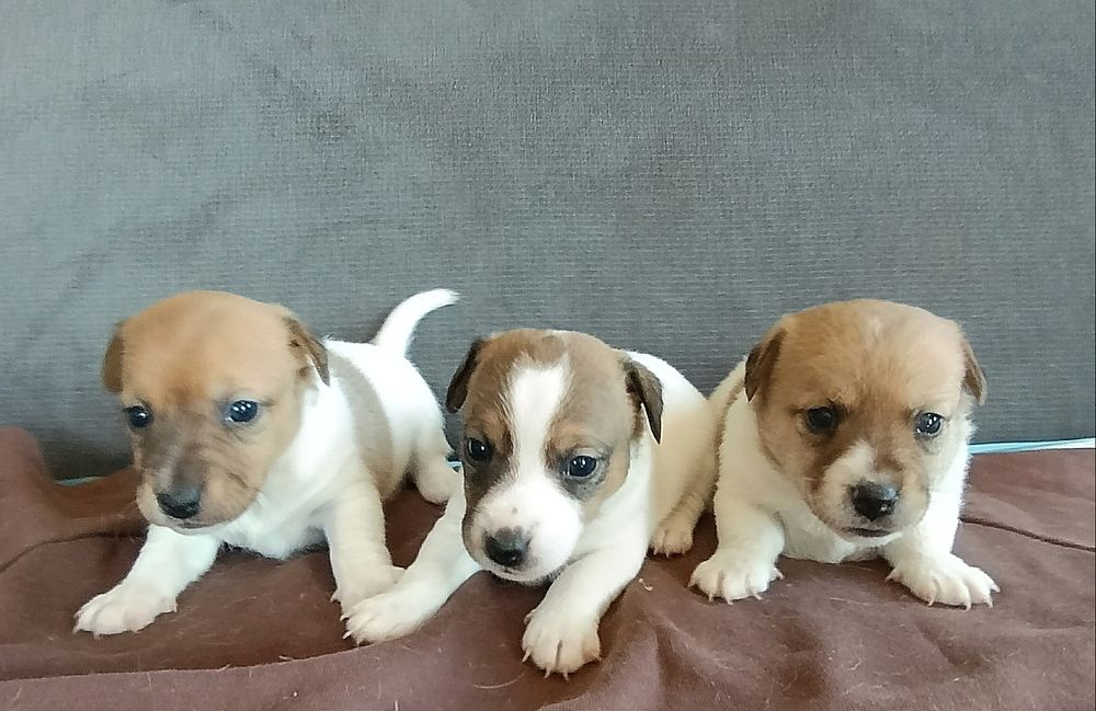Jack Russell terrier suczka