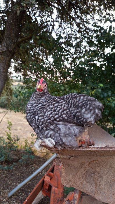 3 Galos Pekin  - 2 meses e meio