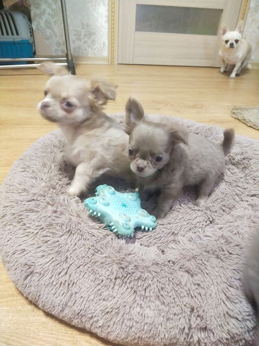 Продается Чихуахуа