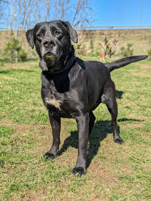 Syriusz - czarny Labrador do adopcji!