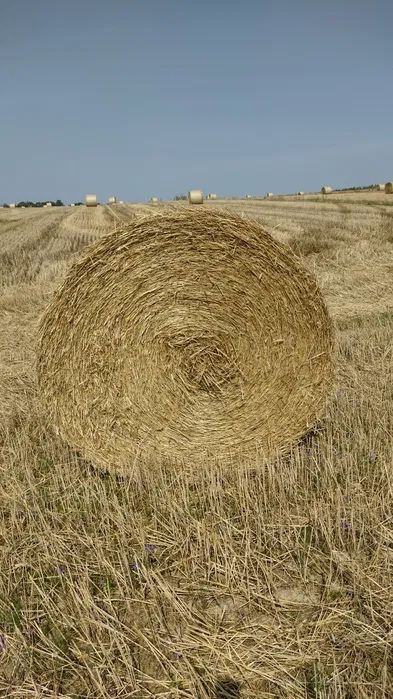Sprzedam słome  balot 160