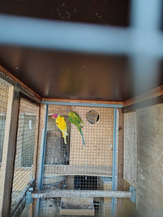 Aleksandretta Obrożna sliwoglowa