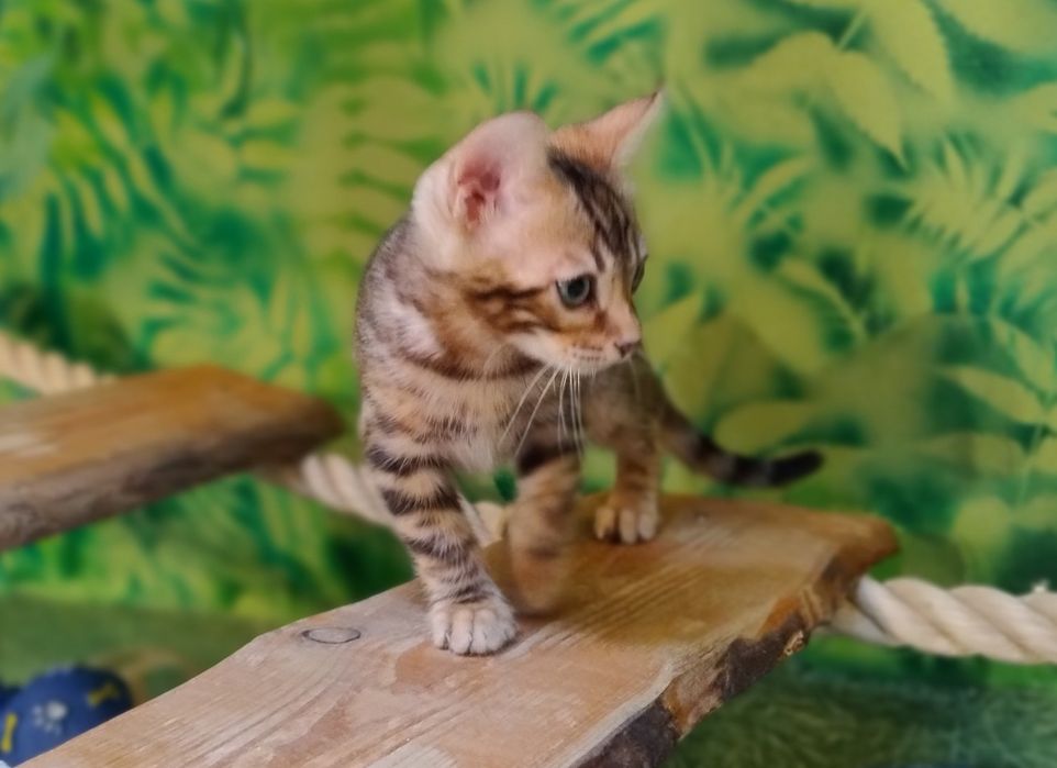 Kot Bengalski kocurek