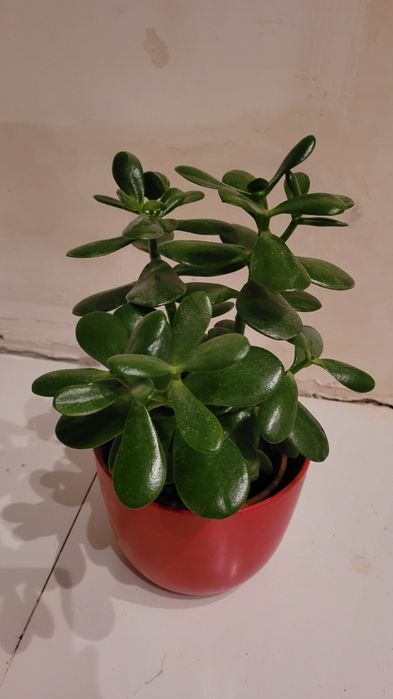 Duże drzewko szczescia