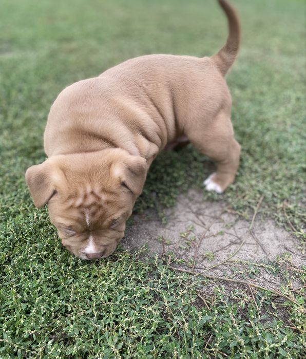 American Bully Pocket