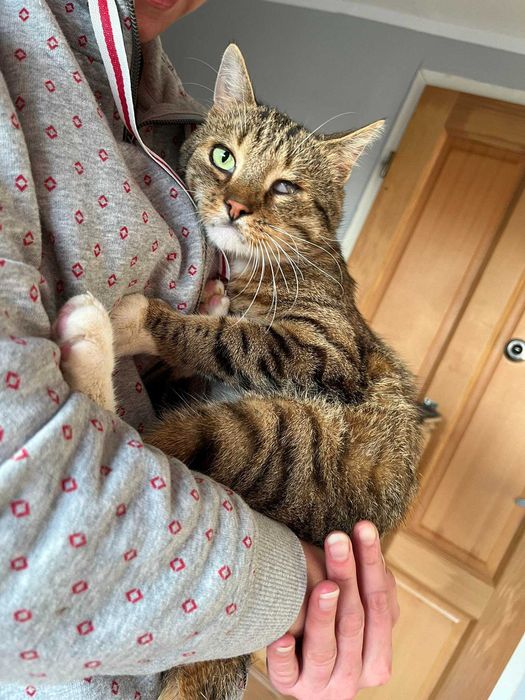 Pokochaj KULISIA - kocurka z niedowładem nóżek