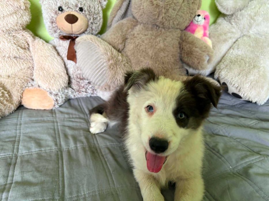 border collie sunia blue niebieskie oczko badania