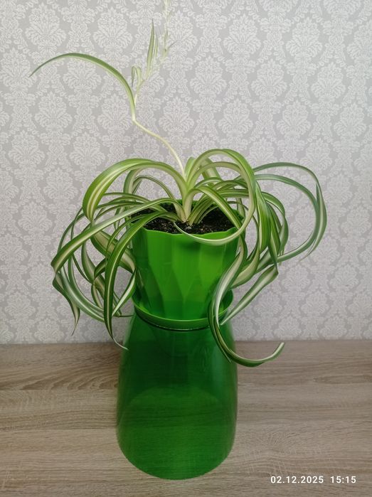 Хлорофитум "Бонни кучерявый"