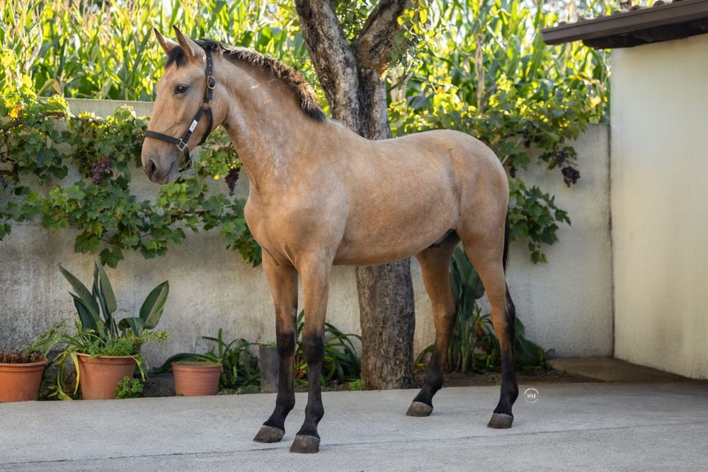 Poldro Puro lusitano