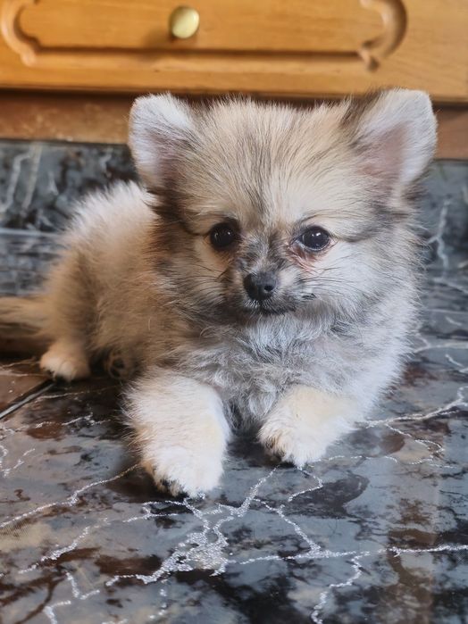 Fêmea lulu da Pomerânia