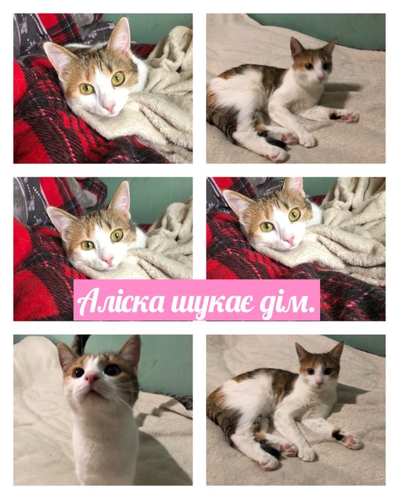 Котики і цуценя шукають дім