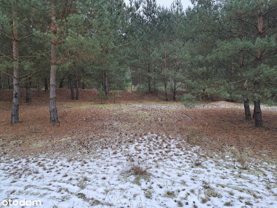 Puszcza Notecka Tanie działki budowlane bezpośrednio 50km od Poznania