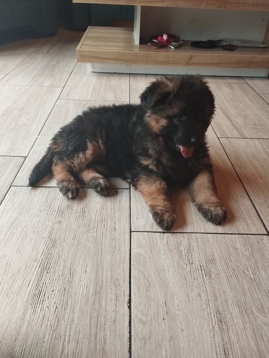 Owczarek niemiecki długowłosy