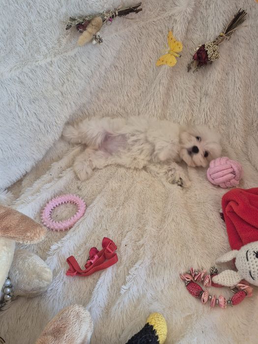 Bichon Maltês Fêmea Criadora Registada PT3088FL