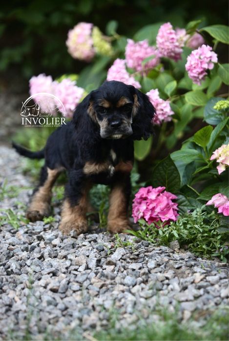 Американский Кокер Спаниель. Щенки. Девочка.