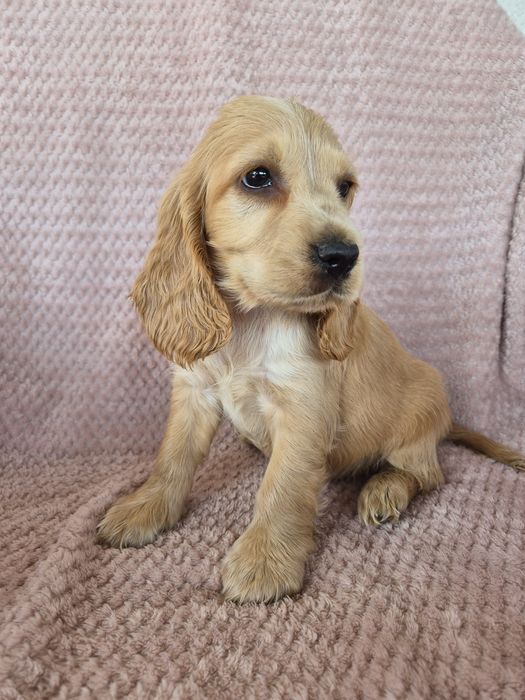 Cocker spaniel suczka 1