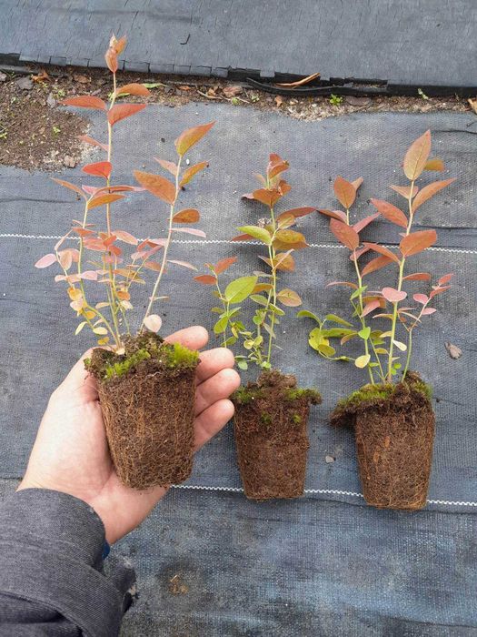 .11. Borowka amerykanska Chandler Bluecrop