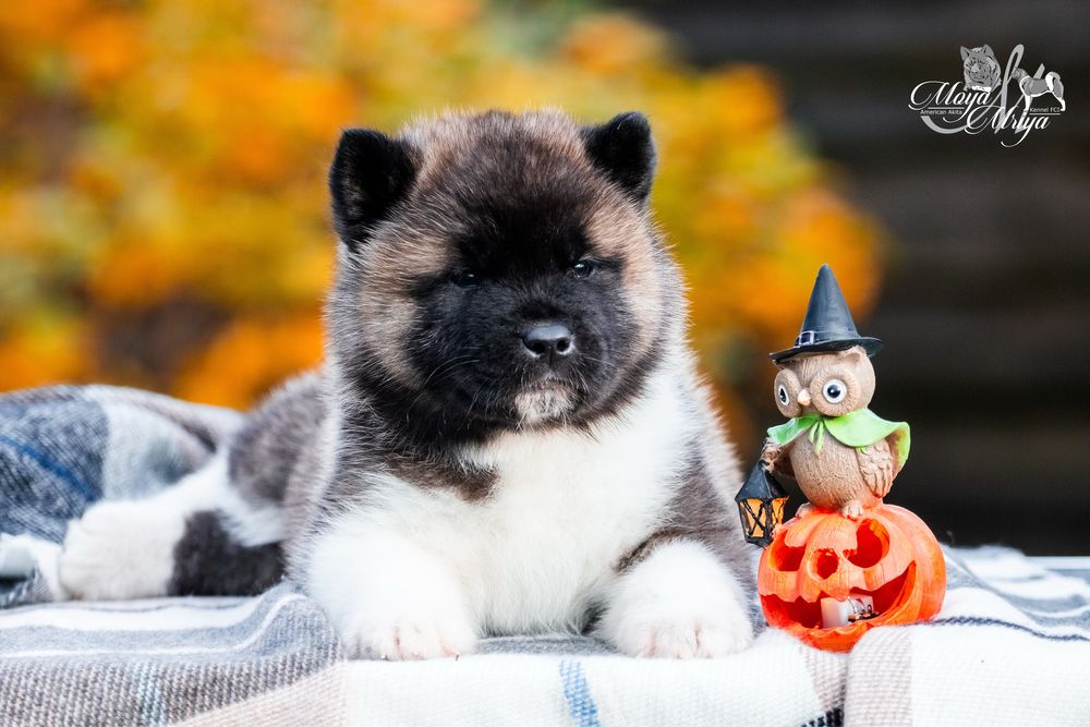 Американська акіта/ американская акита/ american akita