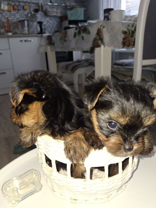 Срочно продам щенков Йорка.