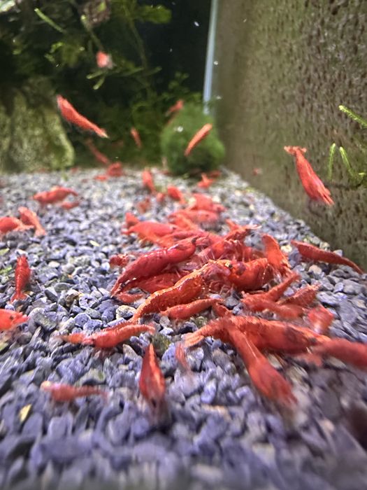 Neocaridinas red Fire