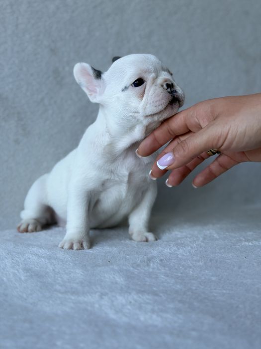 Przepiękna Sunia  Buldog Francuski