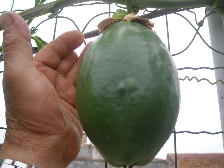 plantas de maracuja  alata amarelo gigante