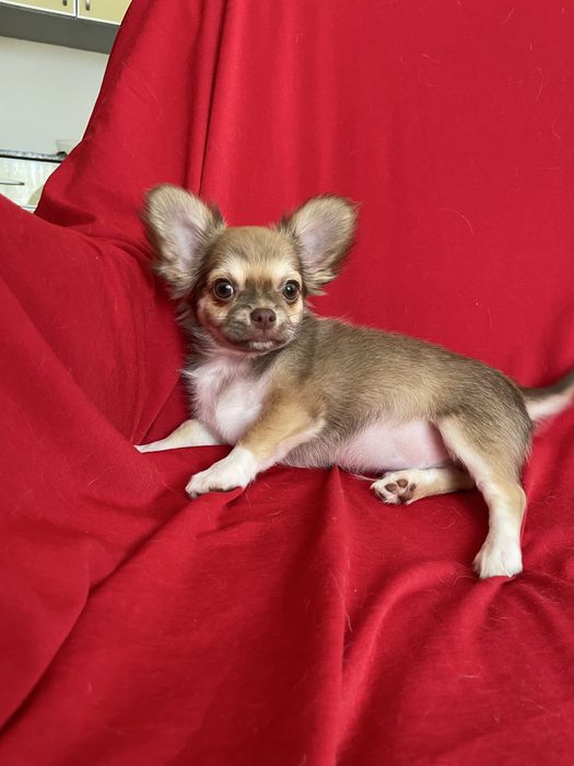 ХлопЧишечки довгошерстні
