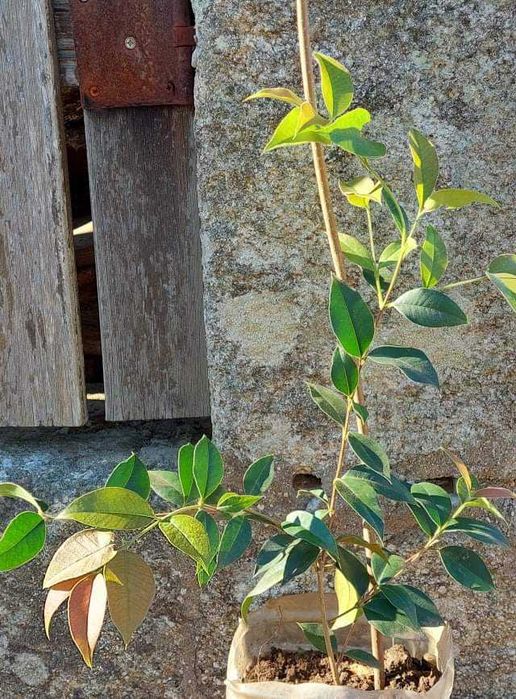 Guabijú - Myrcianthes pungens