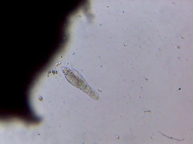 Мікроскоп visiomar 40x-1024