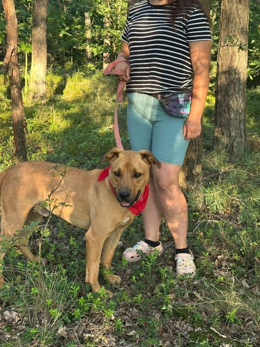 Piesek około 2 lata