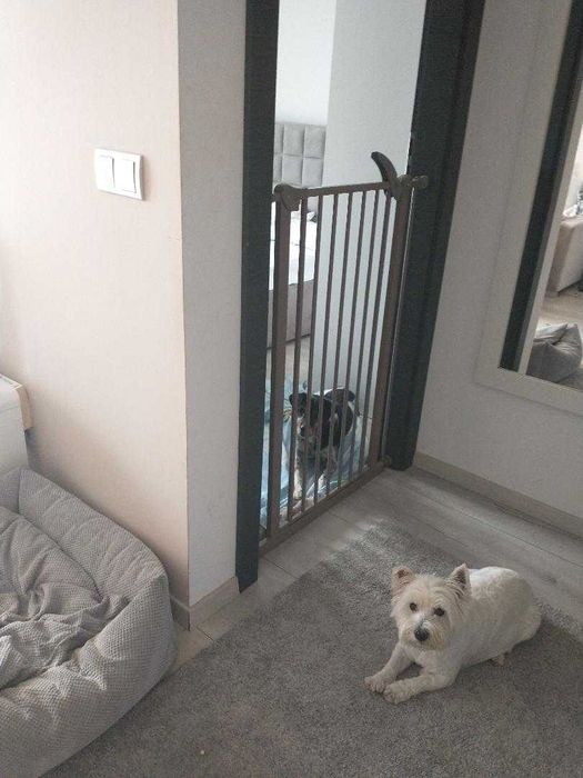 Piesek szuka domku..