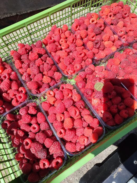 Продам свіжекопані саджанці ремонтантної малини .