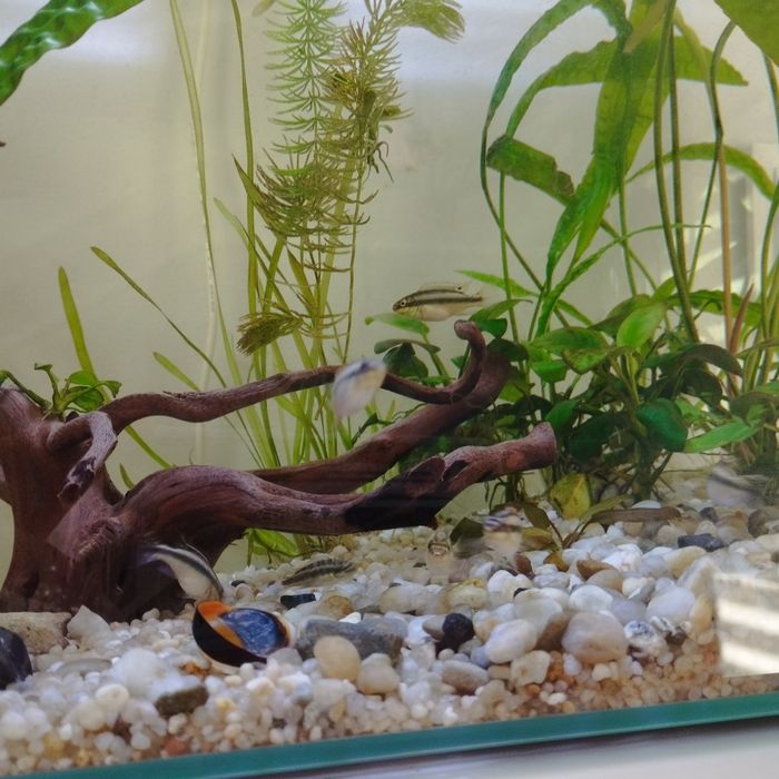 Barwniak Czerwonobrzuchy