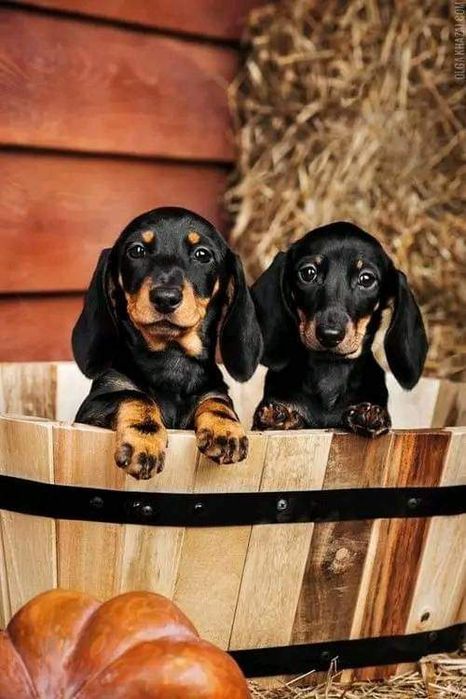 Чорнопідпалі таксята хлопчики і дівчатка