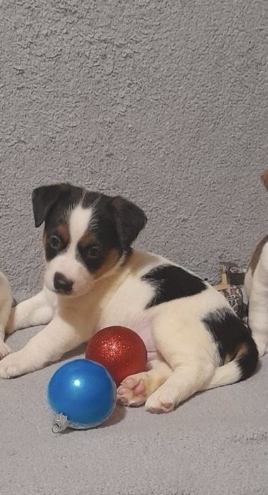 Справжні друзі, супер класні цуцики Джек рассел