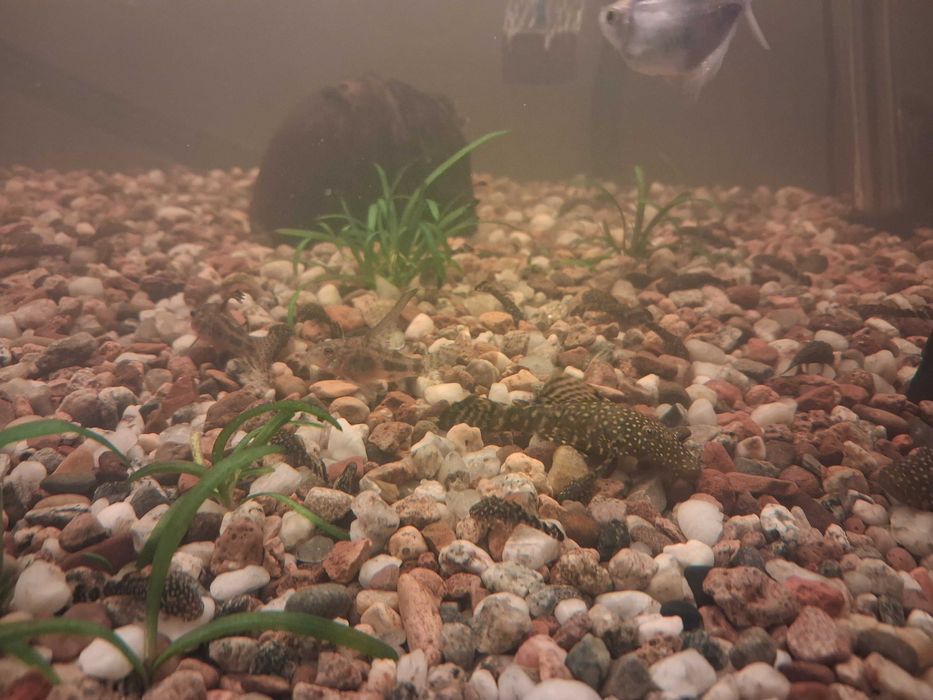 Glonojad Zbrojnik pospolity