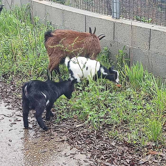 Cabras e cabritos anas