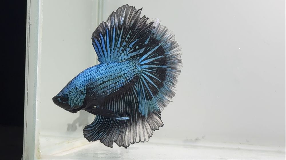 Diversidade de Bettas importados