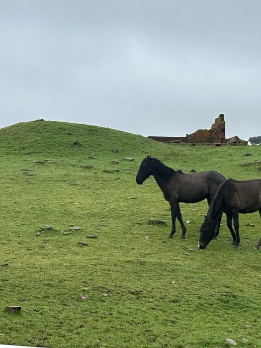 2 plodros cruzados lusitano 2400€