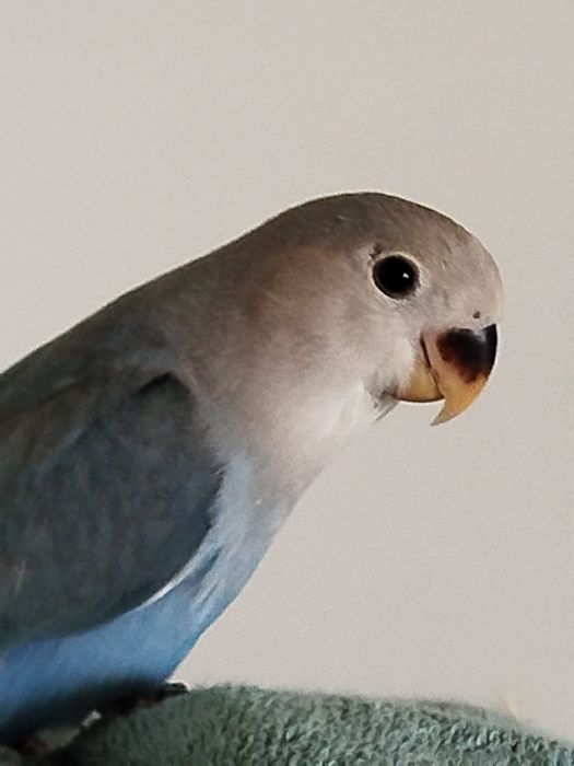 Vendo agapornis Domesticados e super meigos