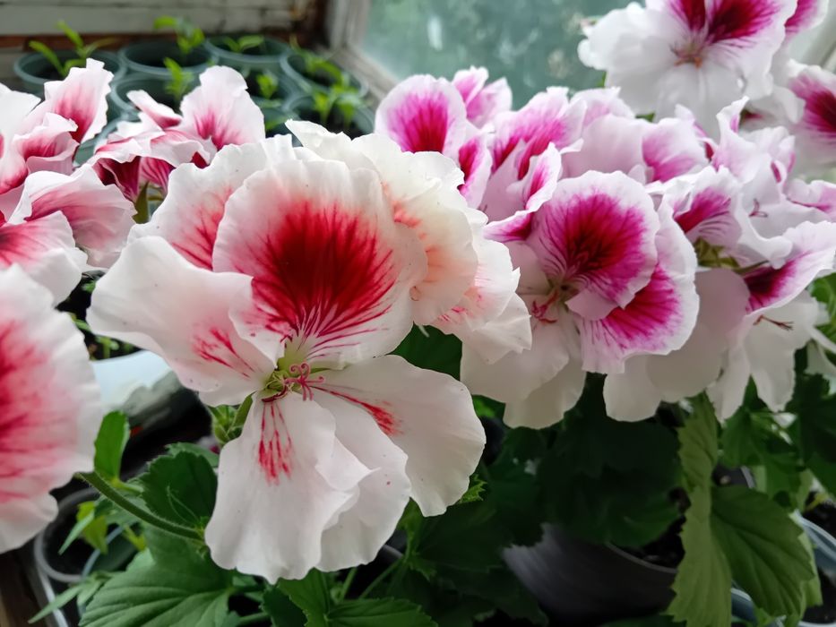 Королівська пеларгонія