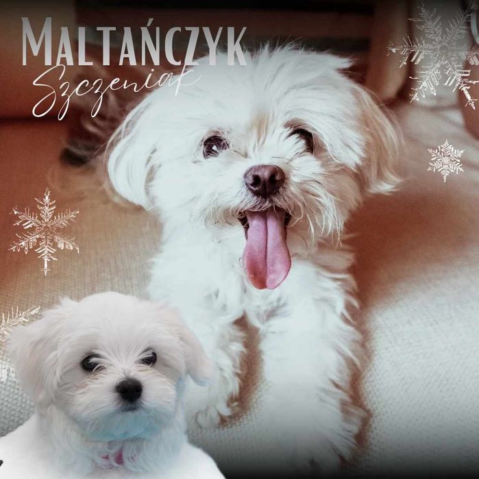 Maltanczyk Maltanczyki