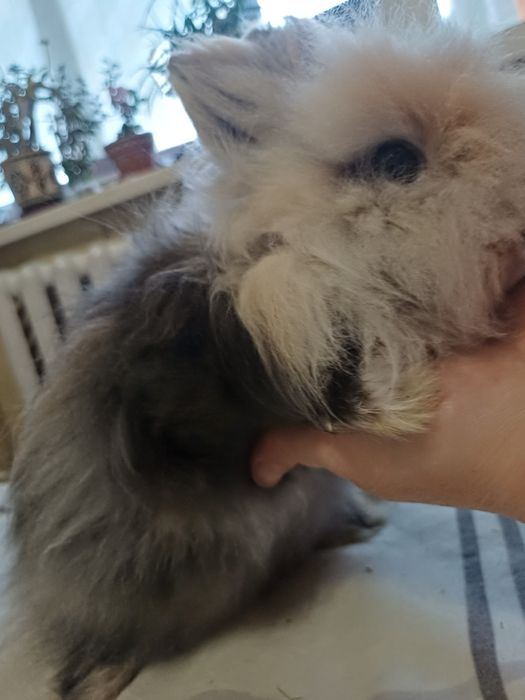 Декоративнi кролики, карликовий кролик