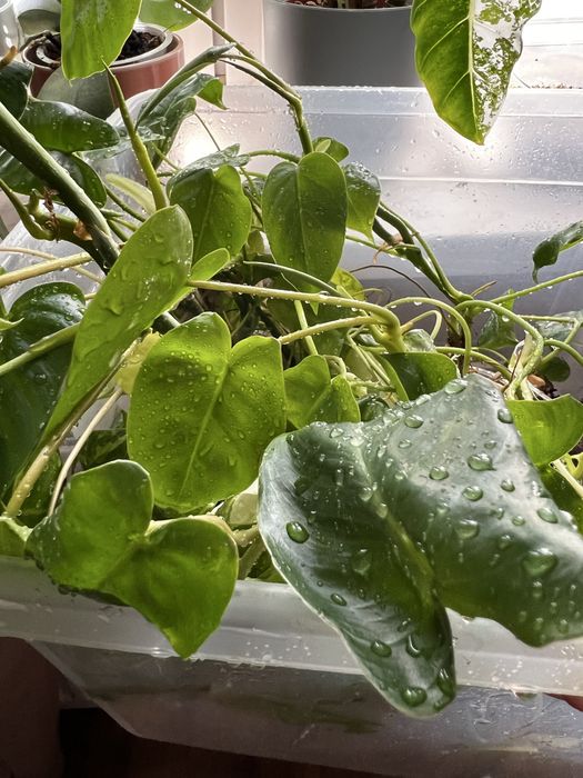 Philodendron burble marx variegata